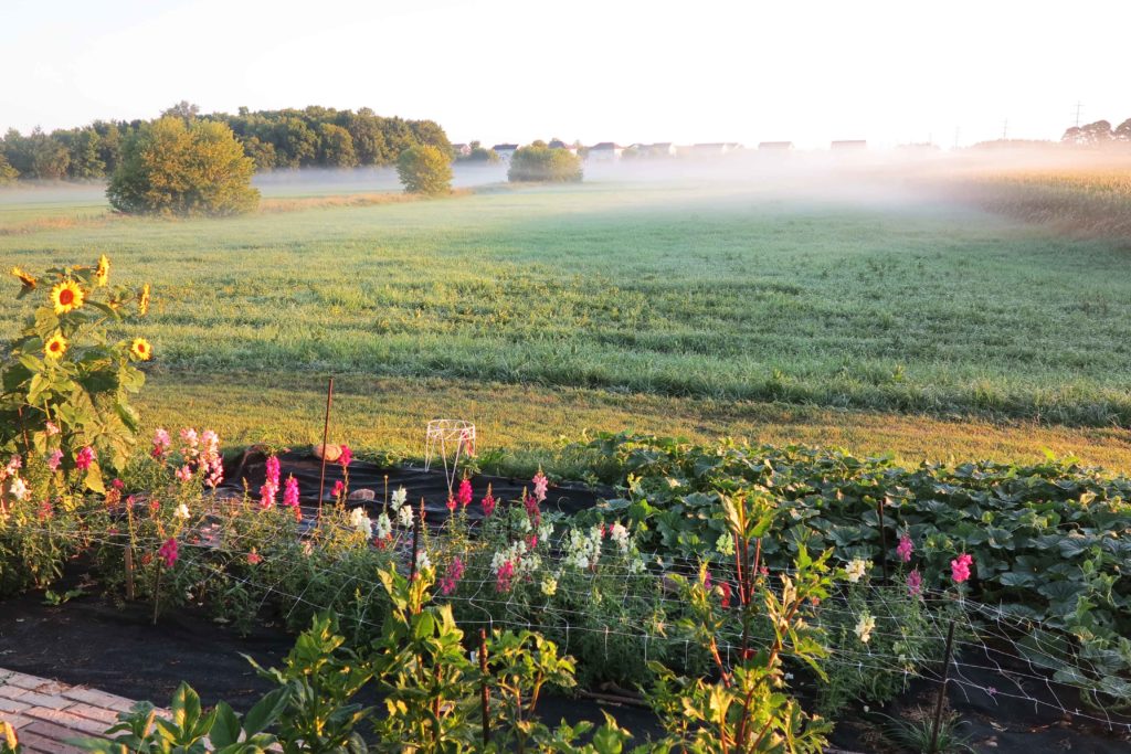 midsummer flowers