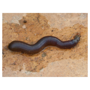 earthworm