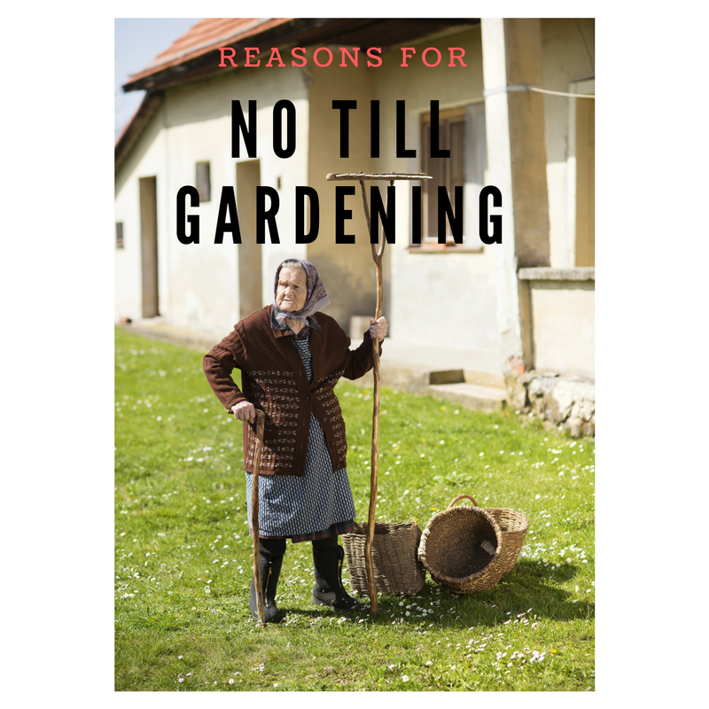 no till gardening 