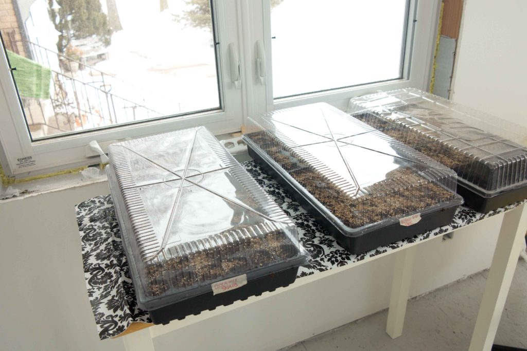 seed trays in windows
