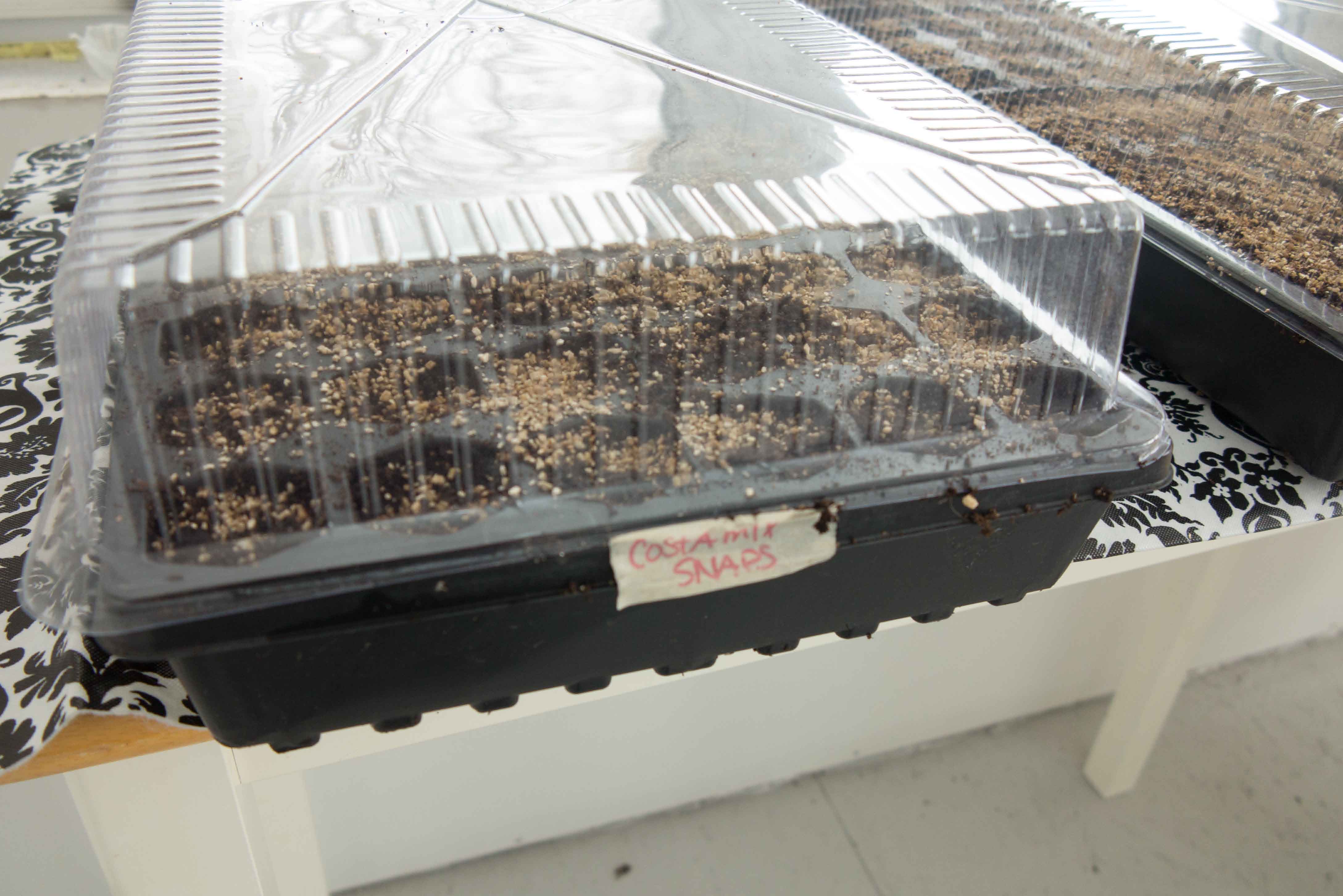 seed-starting-in-trays