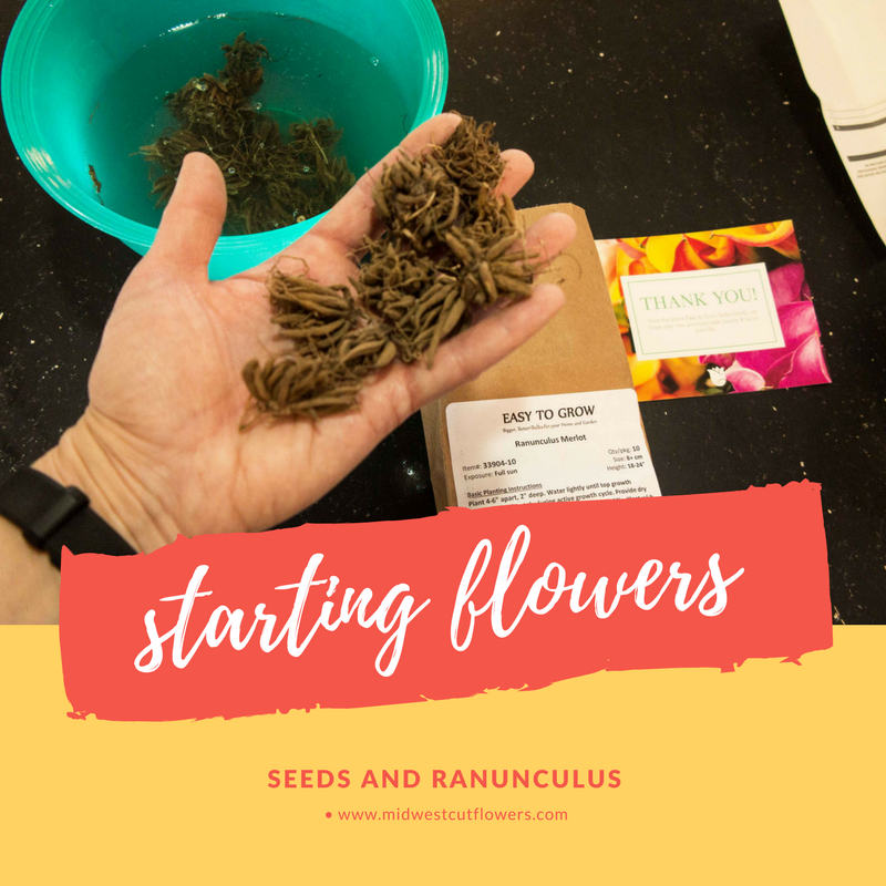 starting seeds