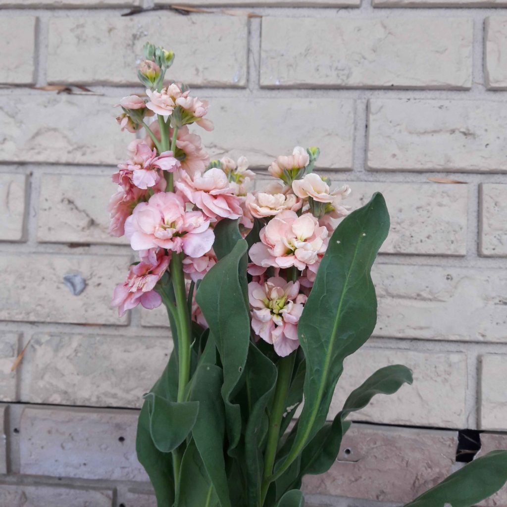 Bunch of stock flowers
