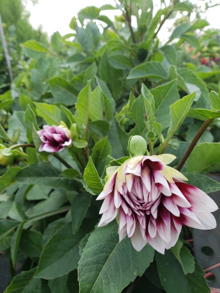 dahlia blooming dahlia blooming