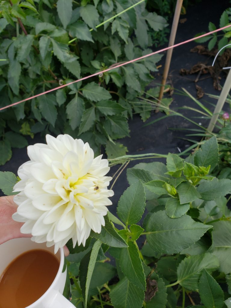 white dahlia dahlia