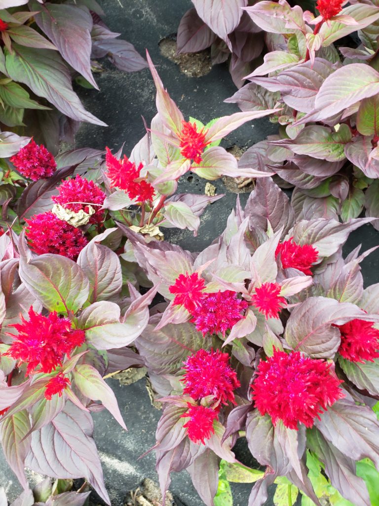 celosia celosia