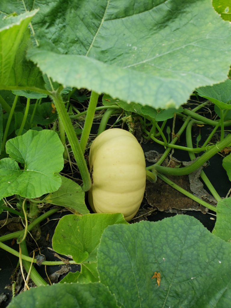 heirloom pumpkin pumpkin