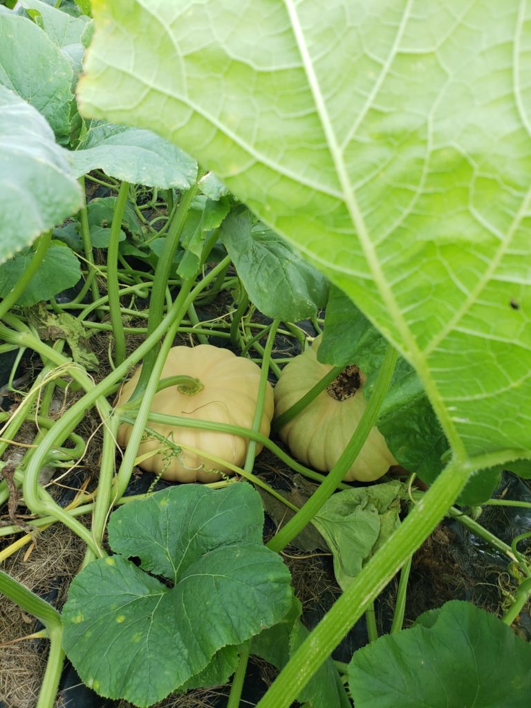 pumpkin heirloom pumpkin