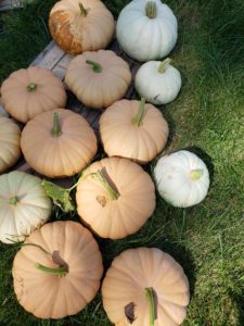locally grown pumpkins
