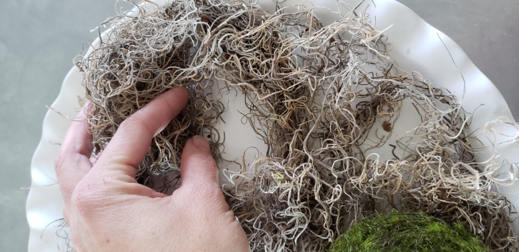 spanish moss
