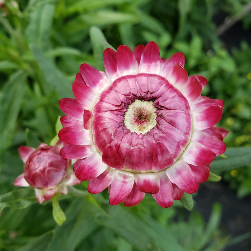 cut flowers for sale near me