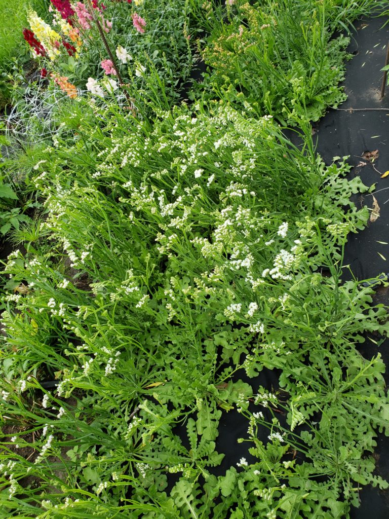 Locally grown flowers in Minnesota