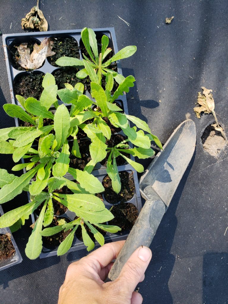 Growing flowers from seed. Transplanting flowers