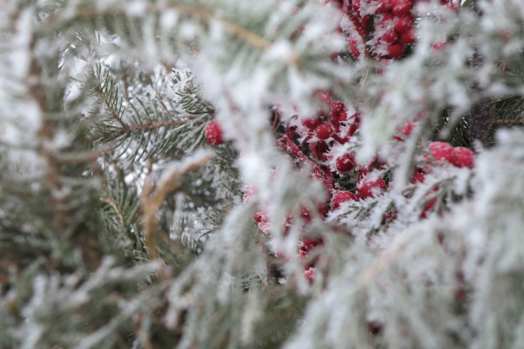 frost on greenery