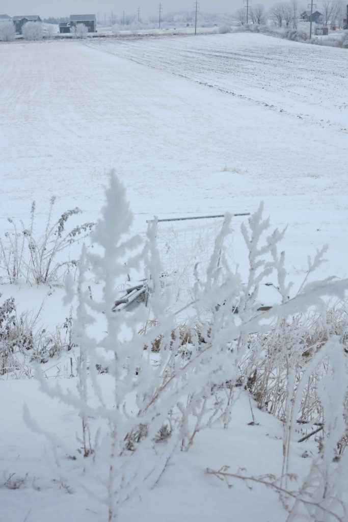 hoar frost