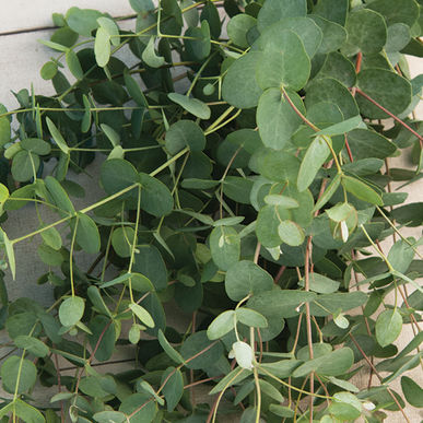 Silver drop eucalyptus