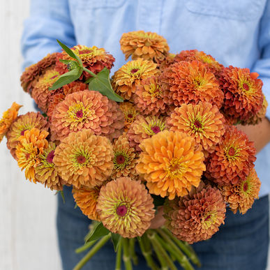 queen lime orange zinnia