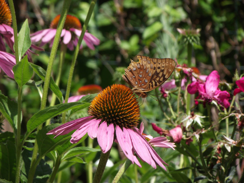 purple coneflower