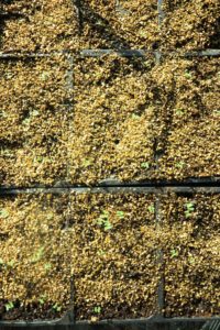 Growing eucalyptus from seeds