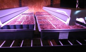 Lisianthus seedlings
