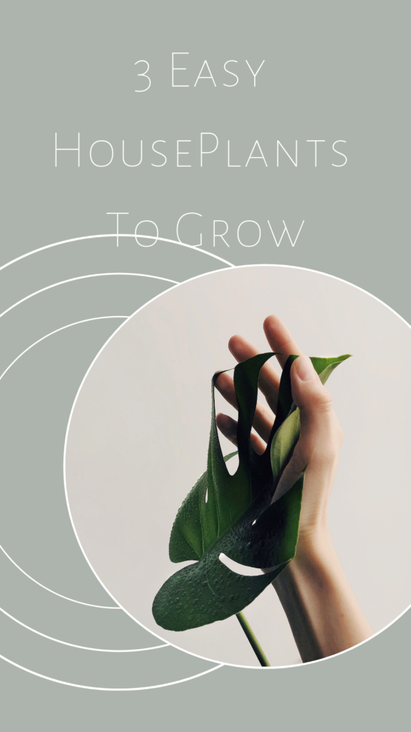 3 easy houseplants to grow at home.
