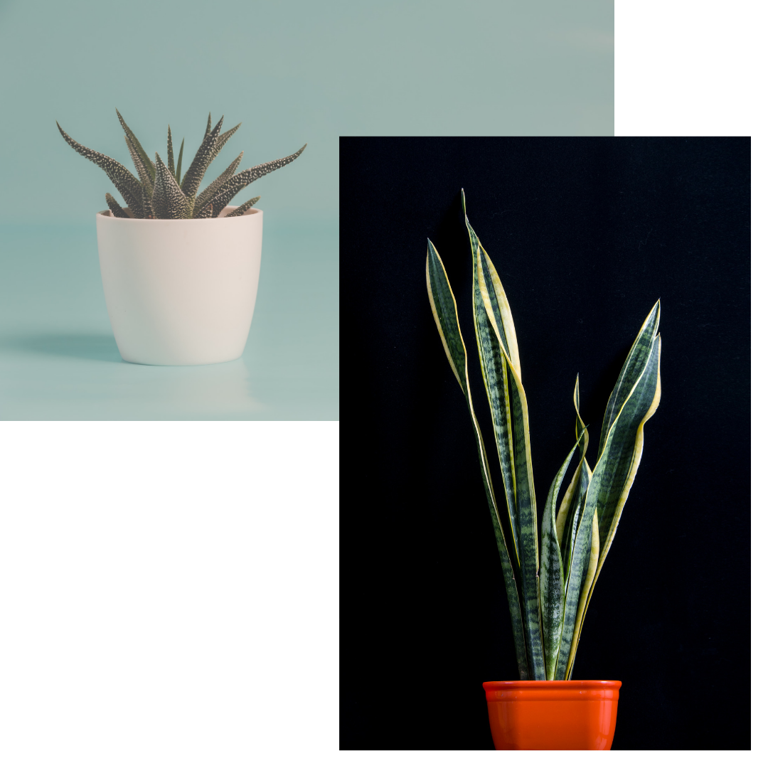 Three easy houseplants to grow. Aleo vera plant. Snake plant and spider plant. Easy to take care of and super easy to grow Three easy houseplants to grow. Aleo vera plant. Snake plant and spider plant. Easy to take care of and super easy to grow