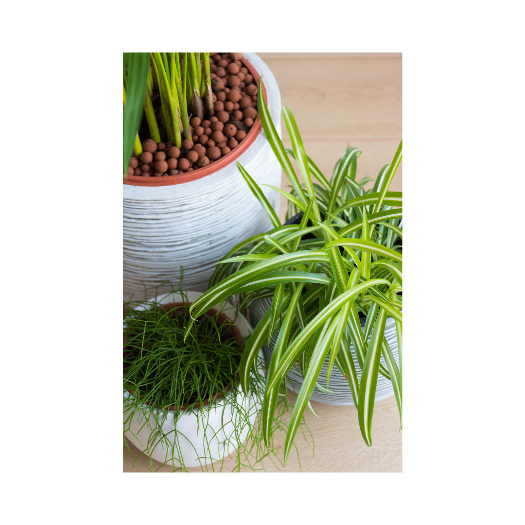 Three easy houseplants to grow. Aleo vera plant. Snake plant and spider plant. Easy to take care of and super easy to grow Three easy houseplants to grow. Aleo vera plant. Snake plant and spider plant. Easy to take care of and super easy to grow
