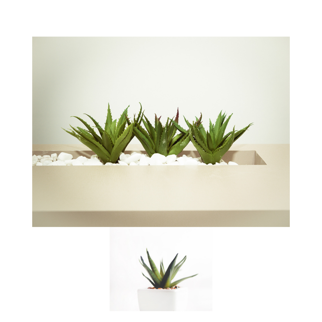 Three easy houseplants to grow. Aleo vera plant. Snake plant and spider plant. Easy to take care of and super easy to grow Three easy houseplants to grow. Aleo vera plant. Snake plant and spider plant. Easy to take care of and super easy to grow