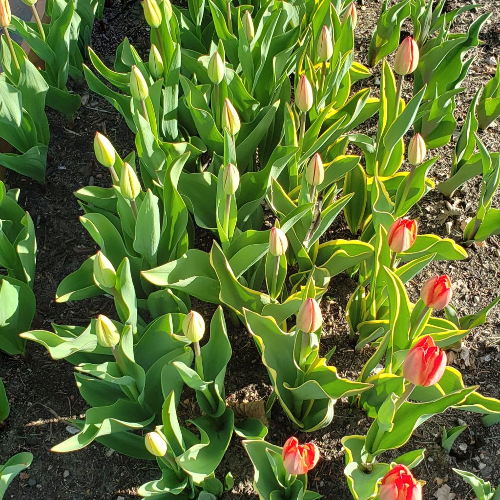 Spring is here.
