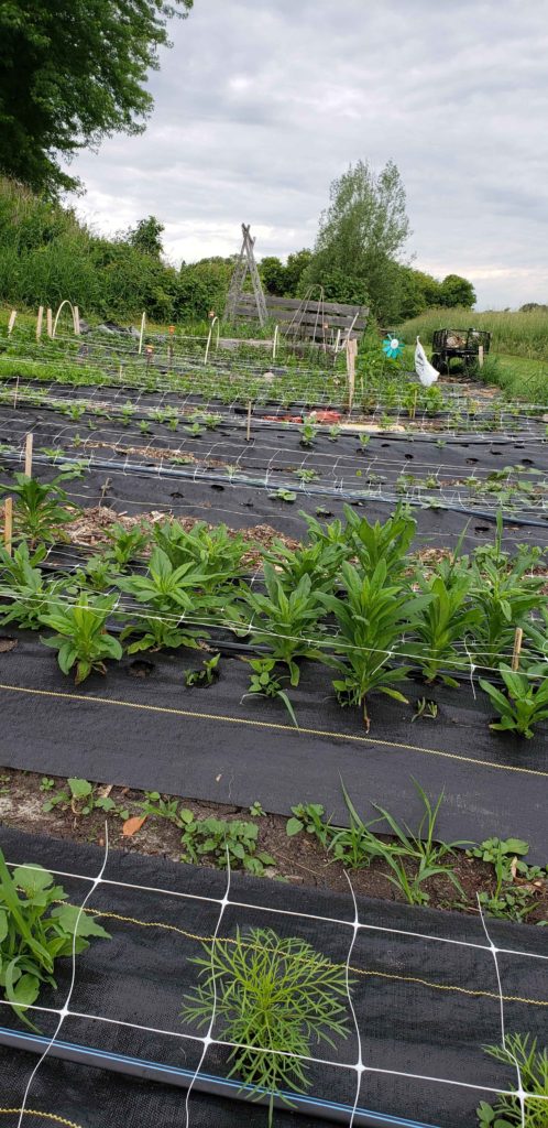 Flower farm update. Summer is in full swing in the midwest. Here at midwest cut flowers we are a few weeks behind from last year due to the cold spring.