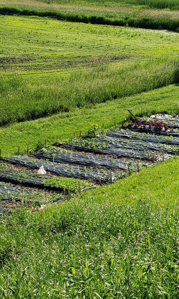 Flower farm update. Summer is in full swing in the midwest. Here at midwest cut flowers we are a few weeks behind from last year due to the cold spring.