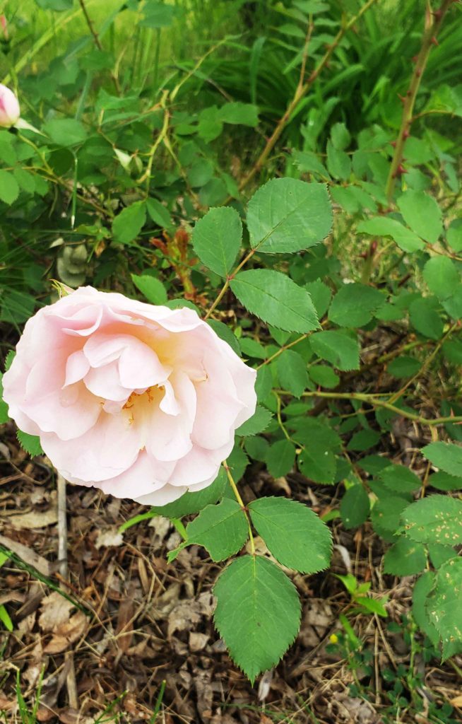 Flower farm update. Summer is in full swing in the midwest. Here at midwest cut flowers we are a few weeks behind from last year due to the cold spring. Morden blush rose