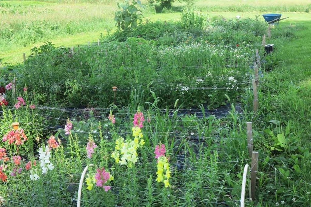 We are in the midst of summertime madness. The flowers in the field exploded when we were on vacation, so that means that the weeds are exploding also.  With plenty of rain and the humidity high, summertime madness is truly here.