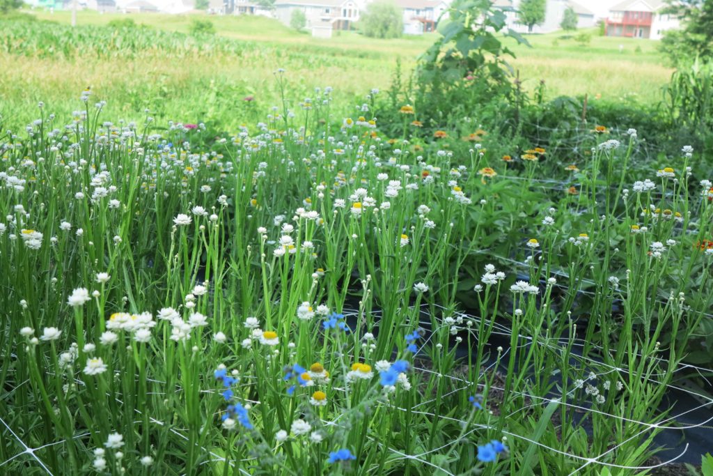 We are in the midst of summertime madness. The flowers in the field exploded when we were on vacation, so that means that the weeds are exploding also.  With plenty of rain and the humidity high, summertime madness is truly here.