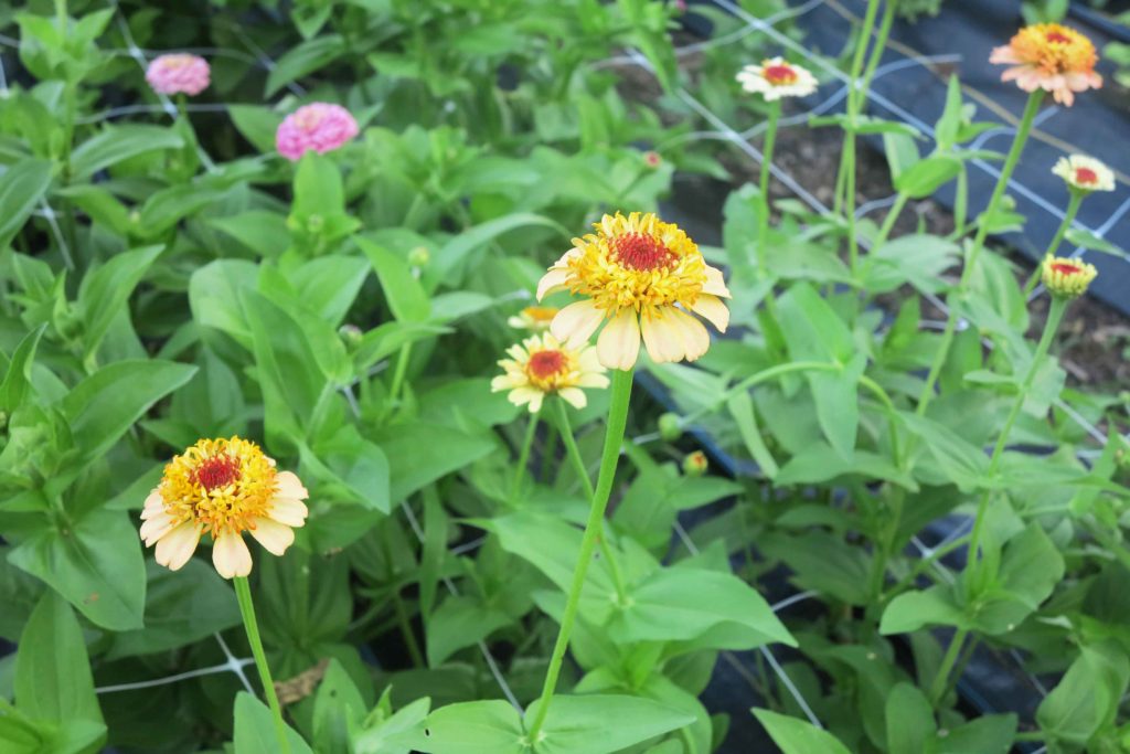 We are in the midst of summertime madness. The flowers in the field exploded when we were on vacation, so that means that the weeds are exploding also.  With plenty of rain and the humidity high, summertime madness is truly here.
