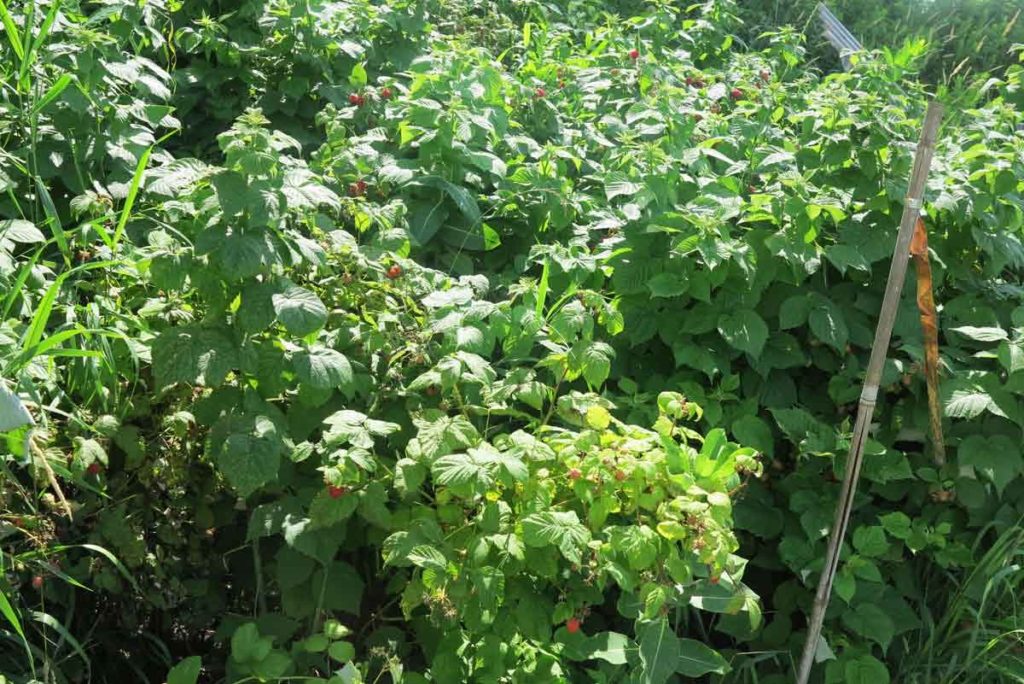 We are in the midst of summertime madness. The flowers in the field exploded when we were on vacation, so that means that the weeds are exploding also.  With plenty of rain and the humidity high, summertime madness is truly here.