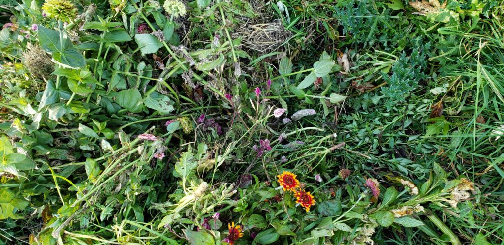 Flower in a compost pile