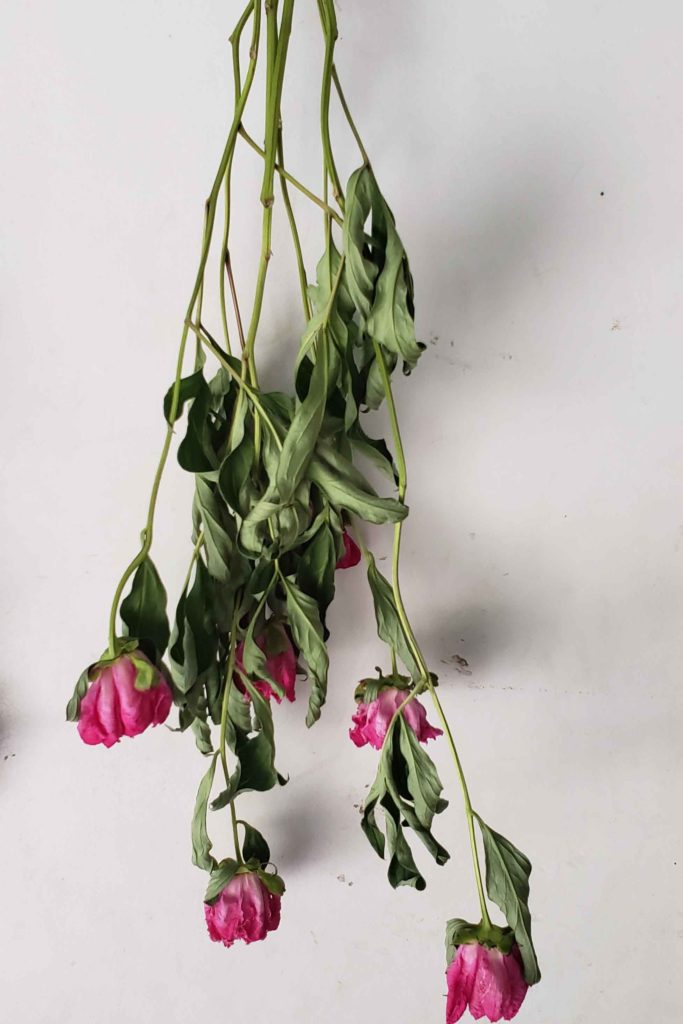 Flower farm update. Summer is in full swing in the midwest. Here at midwest cut flowers we are a few weeks behind from last year due to the cold spring.