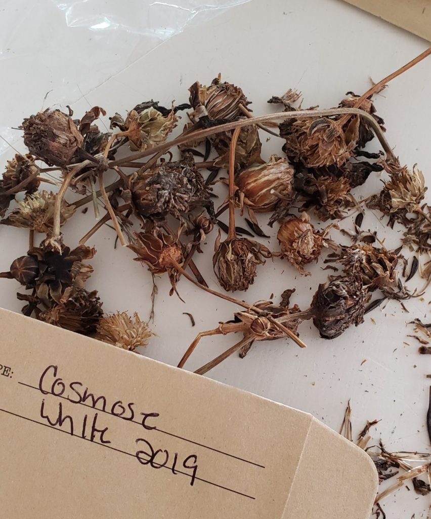 Saving flower seeds from Cosmos. Cosmos seed head.