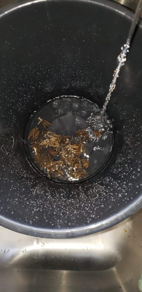 soaking ranunculus