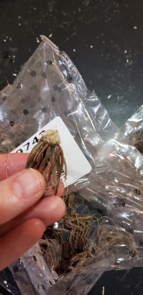 Ranunculus corm