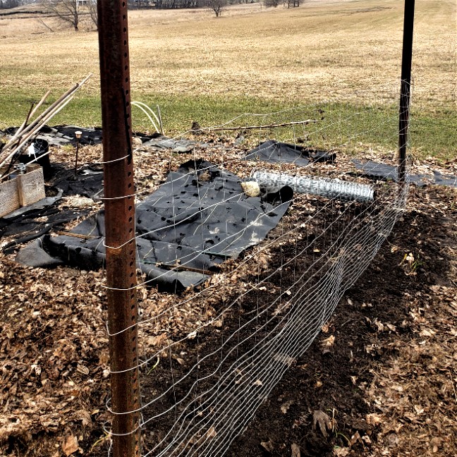 planting sweet pea seeds