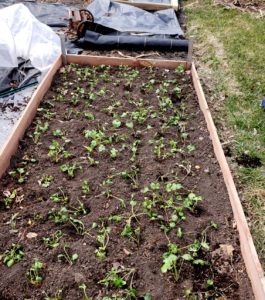 planting ranunculus