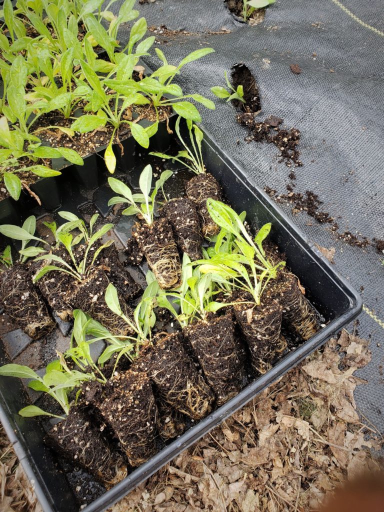 Ammobium plugs