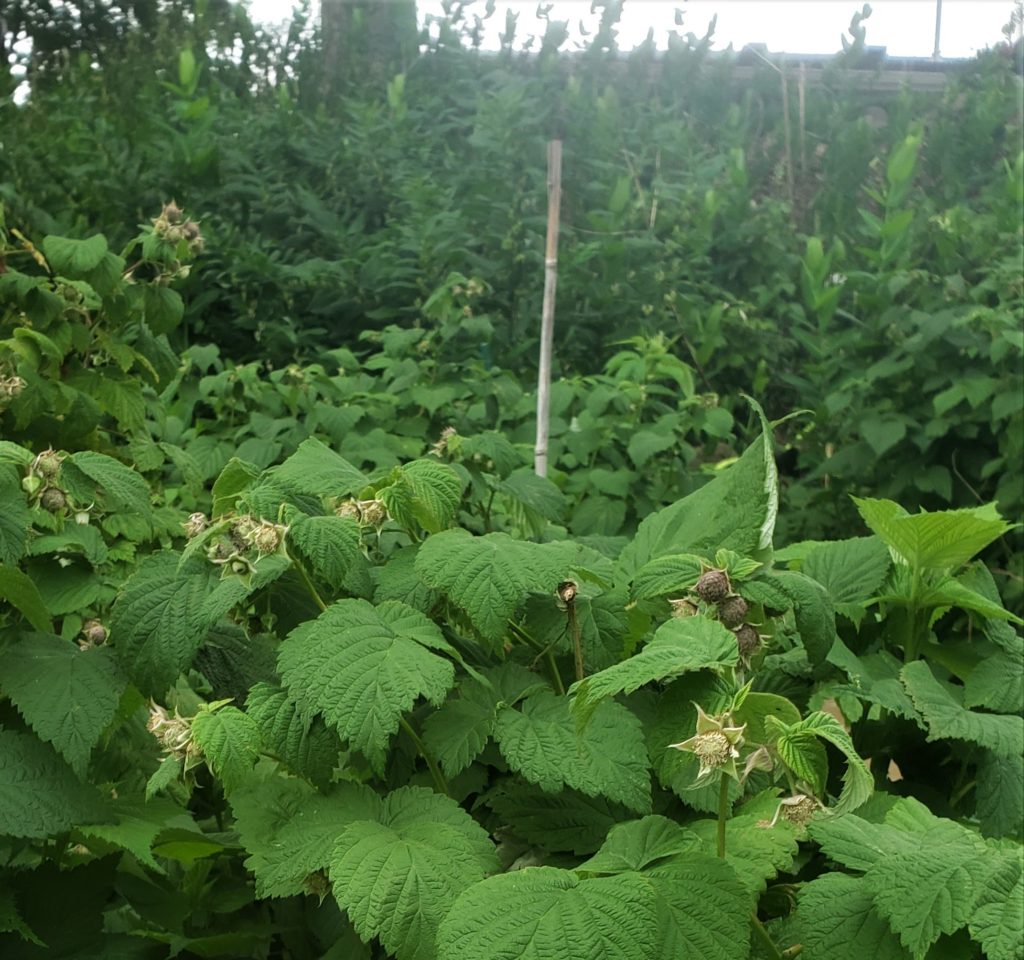 Raspberry patch