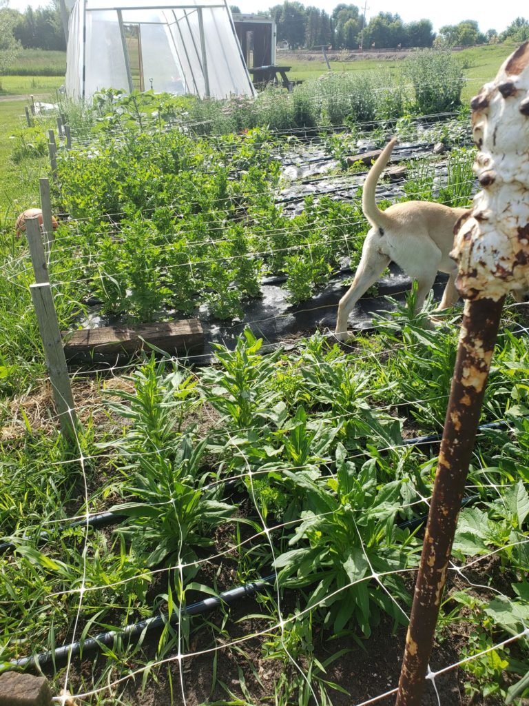 flowers growing