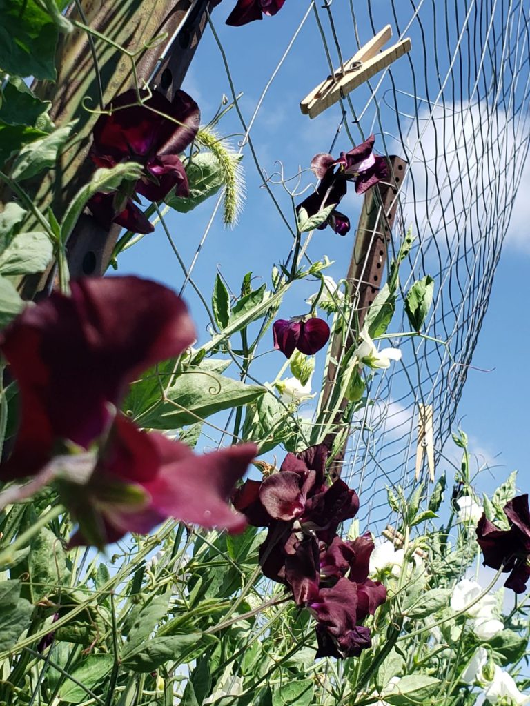 Sweet pea flowers growing on trellis