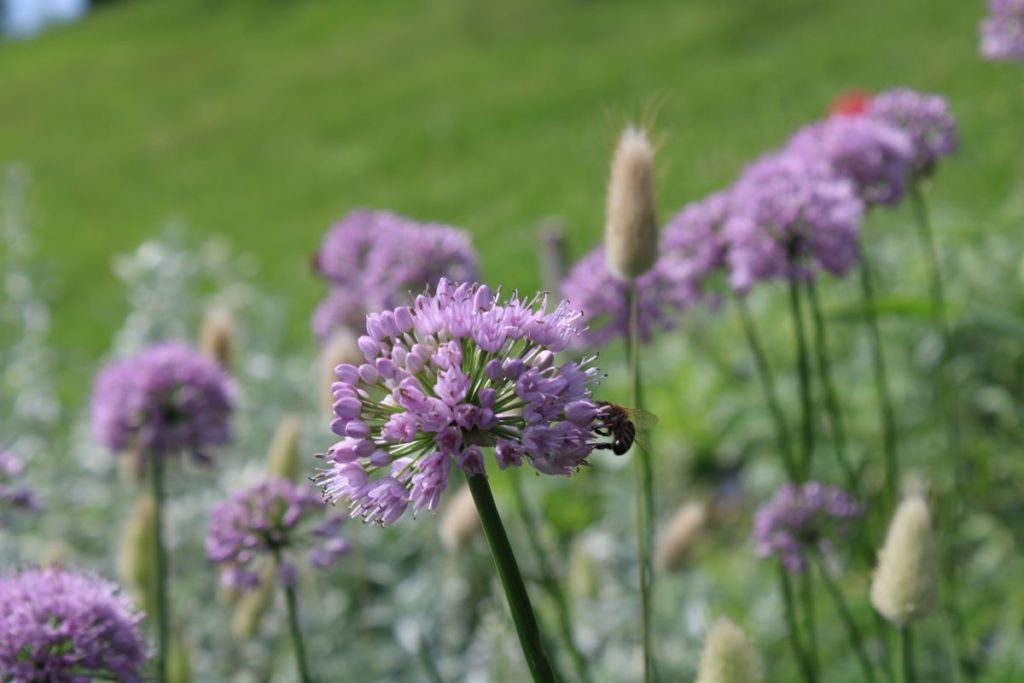 Allium 