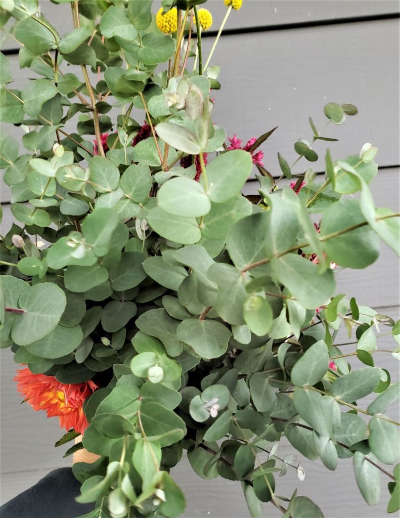 Eucalyptus grown in Minnesota