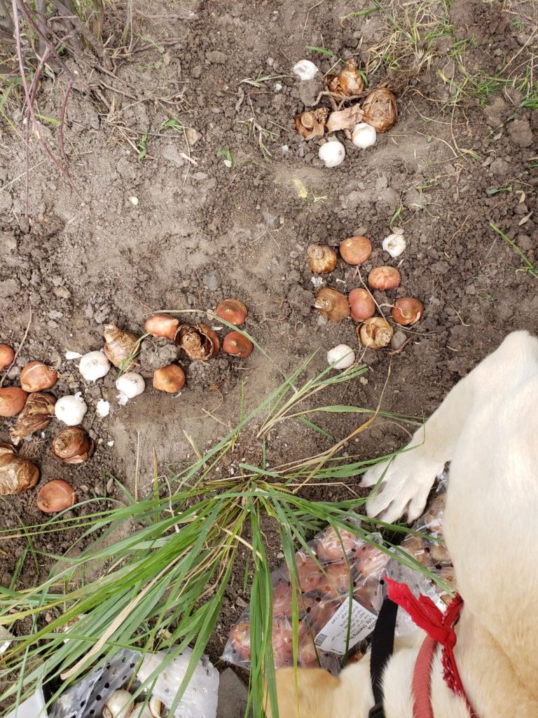 fall bulbs in the ground